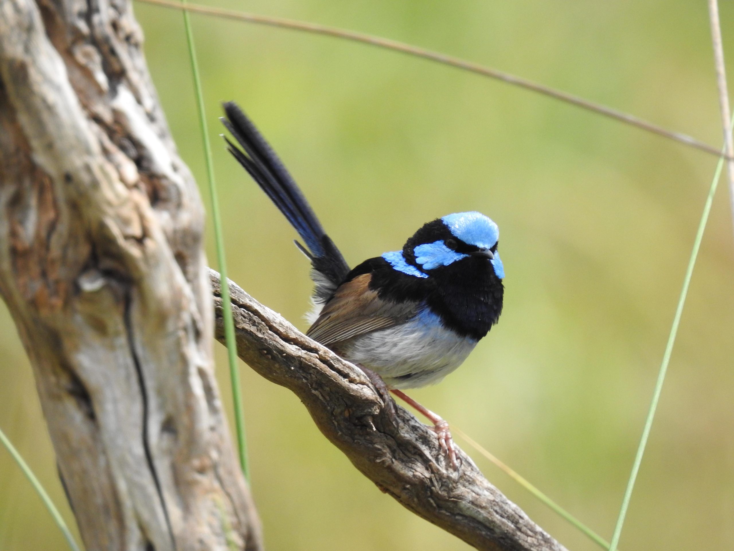 First Friends of Dandenong Creek 54