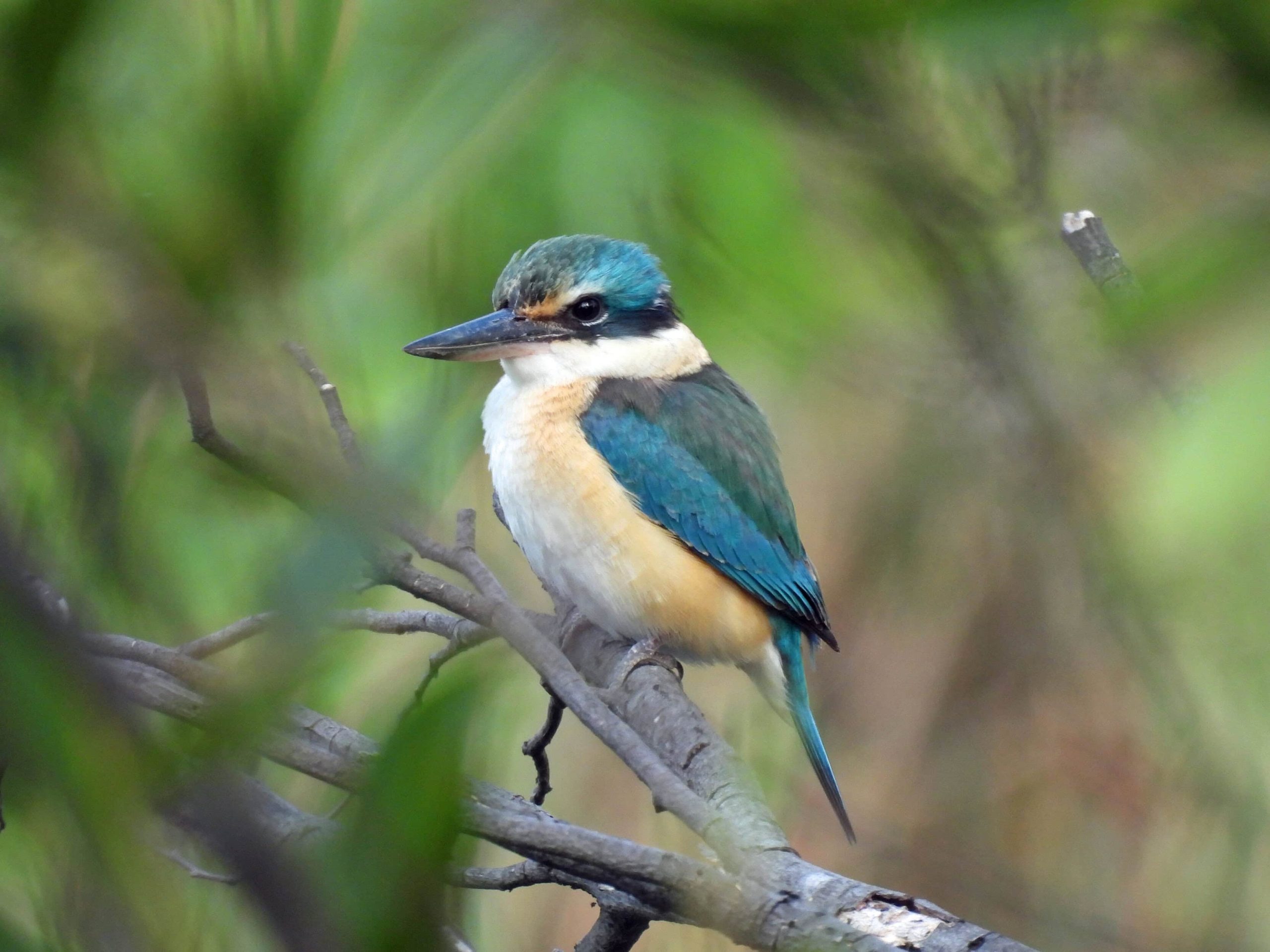 Friends of Kororoit Creek52