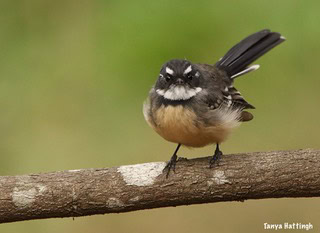 grey fantail