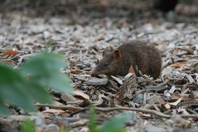 bandicoot 3