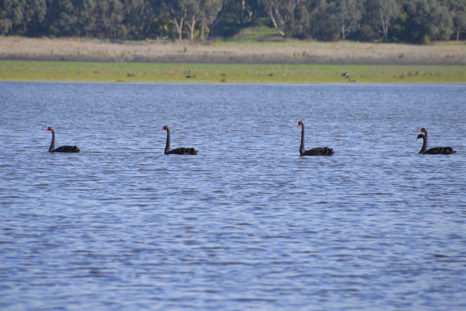 Black swans at the lake