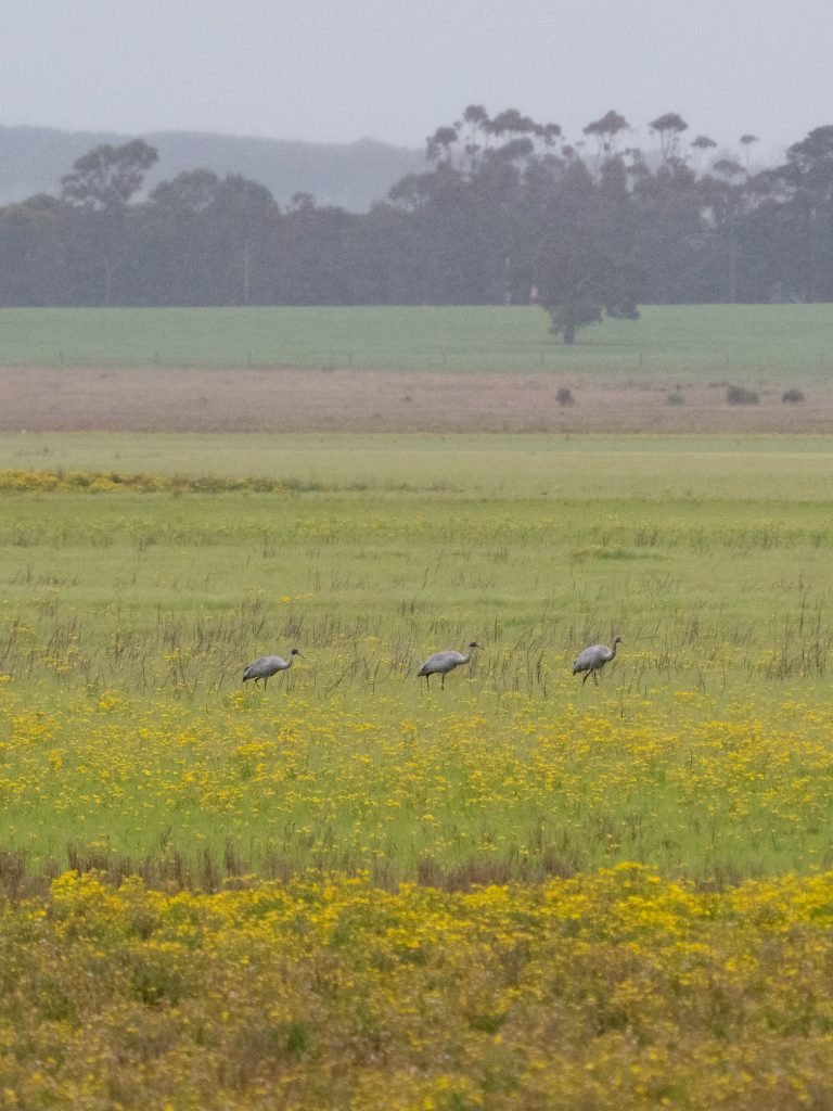 Brolgas at Lake Modewarre