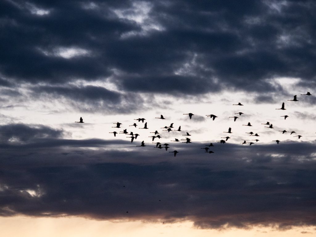 Swans above Lake Modewarre